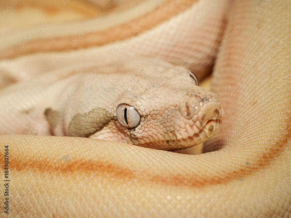 Obraz premium Boa empereur en terrarium – Boa imperator, serpent constricteur d’élevage en captivité