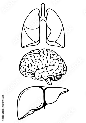 Human organs vector, vector of human organs art, kidney silhouette, creative kidney human organs design