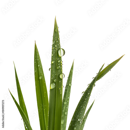 Vibrant green grass blades covered in fresh water droplets isolated on a transparent background symbolizing natures purity and growth