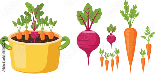 Root vegetable vector illustration featuring carrots and beets growing in soil, fresh harvest produce for gardening, farming, and healthy food concepts