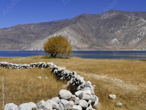 scenic landscape in ladakh : stone wall and willow tree by pangong lake in the himalayas mountains