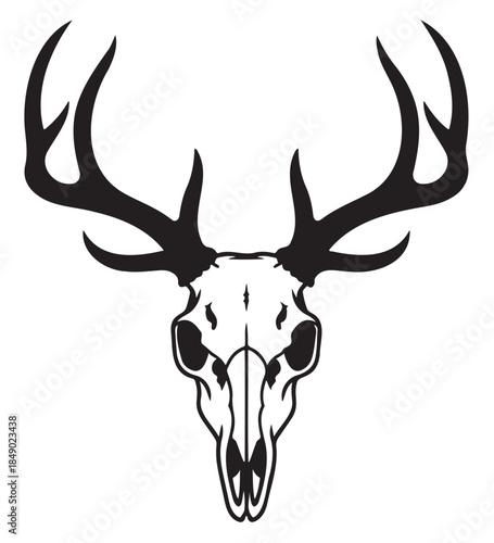 Deer Skull with Antlers Isolated on White Background