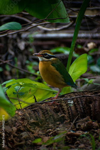 Observing Indian Pitta in the Wild