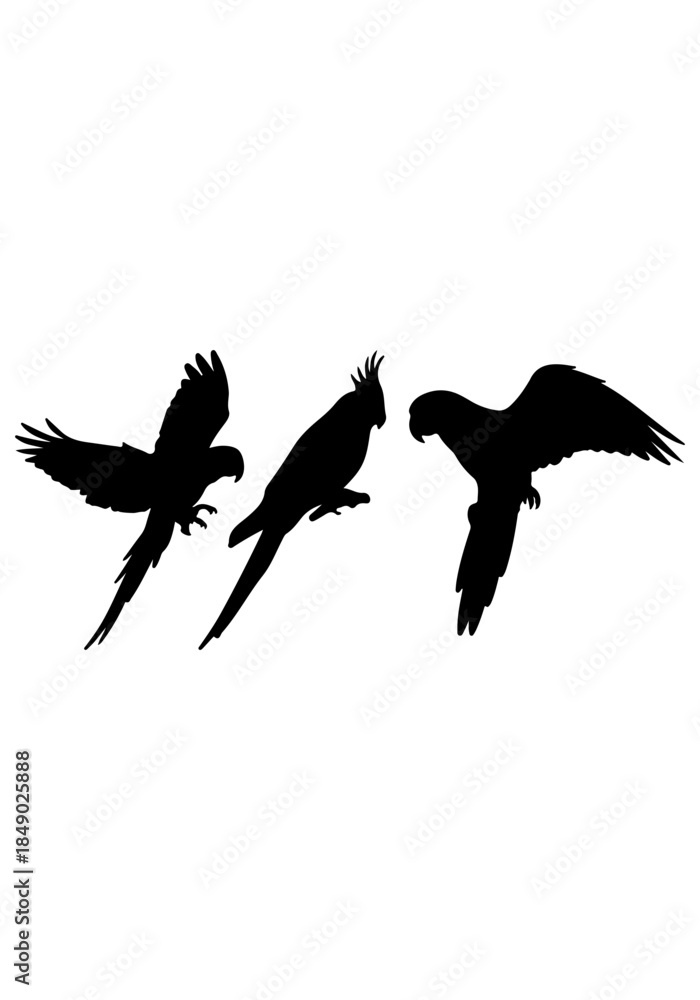 Obraz premium Parrot bird animal vector, parrot animal creative art, parrot silhouettes, parrot vector design isolated