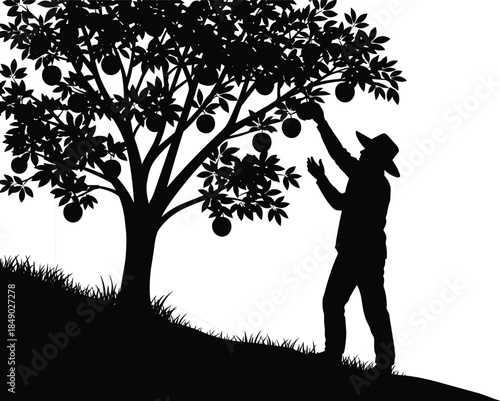 Silhouette of farmer picking fruit from tree, man harvesting apples in orchard, agriculture concept, black and white vector illustration, garden nature scene