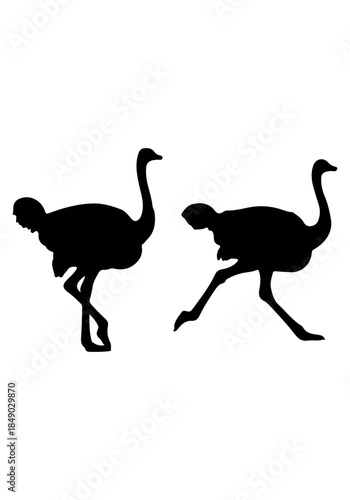 Ostrich bird silhouette vector, Set of ostrich collection vector art, ostrich animal isolated on white background