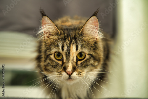 portrait of a cat main coon