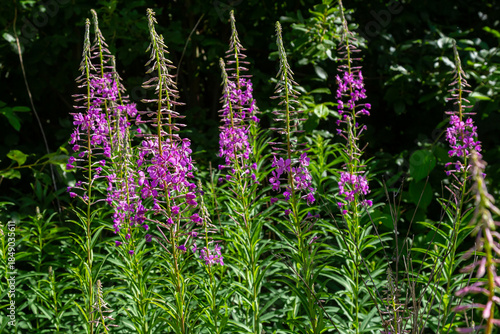 Wonderful flowering fireweed Chamaenerion angustifolium highlighted by the evening sun. A bunch of marvelous blossoming rosebay willowherbs