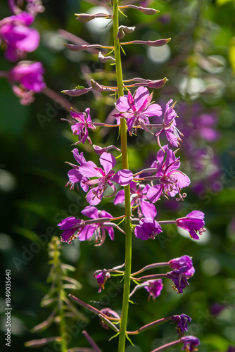 Wonderful flowering fireweed Chamaenerion angustifolium highlighted by the evening sun. A bunch of marvelous blossoming rosebay willowherbs