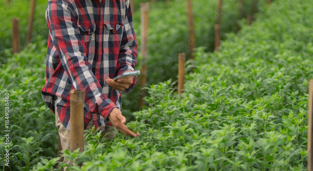 Fototapeta premium Professional male inspecting sustainable produce, kneeling and smiling while working long hours, caring for earth, planting rows, improving productivity, nourishment.