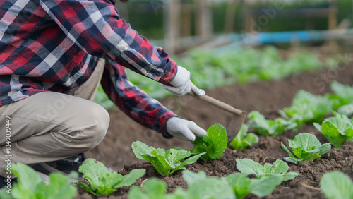 Canvas Print A professional man inspects sustainable agricultural produce, kneeling and smiling as he works long hours, tending to the soil, planting crops in rows, improving yields, and providing good nutrition