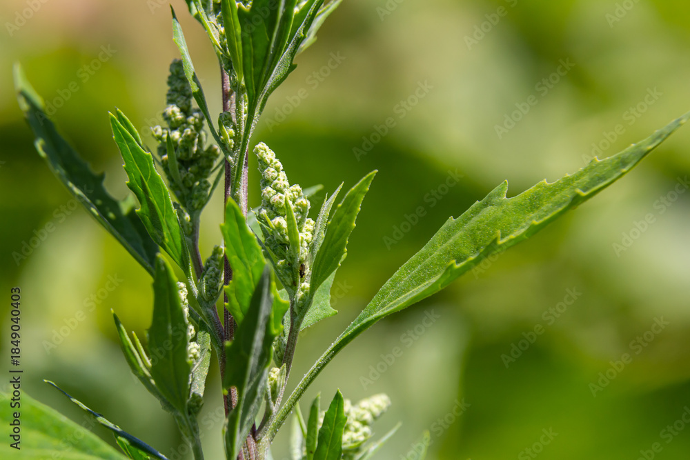 Obraz premium Chenopodium album, edible plant, common names include lamb's quarters, melde, goosefoot, white goosefoot, wild spinach, bathua and fat-hen