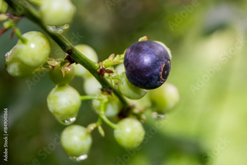 Wallpaper Mural A ripe indigo colored Blueberry, with small unripe, green berries in the background, all still on the plant in the orchard Torontodigital.ca