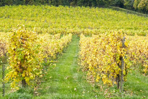 Vineyard in Autumn, Surrey, England.