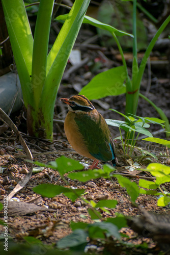 A Wildlife Marvel: Indian Pitta , Sri Lanka