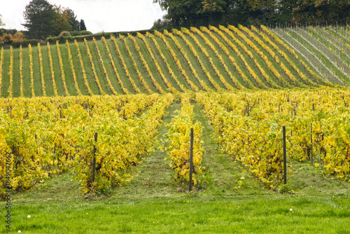 Vineyard iin Autumn, Surrey, England