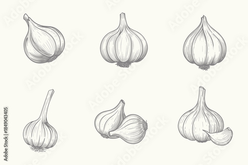 Retro different type Garlic set illustration. Herbs and spices sketch vector. Organic Food Garden Element. Eps 10