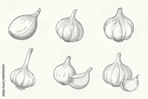 Vintage garlic isolated set illustration. Rustic Kitchen Herb Graphic. Hand Drawn Botanical Vegetable Design. Outline drawing garlic line clipart symbol. Eps 10