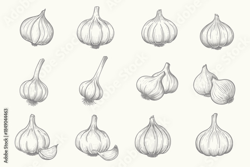 hand drawn garlic set illustration collection. Outline drawing garlic line clipart symbol. Eps 10