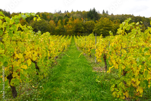 Vineyard in Autumn, Surrey, England