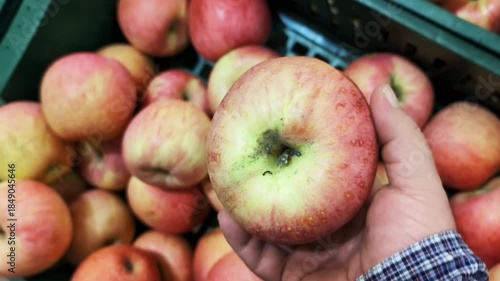 Picking fresh apples at a local market in autumn during the harvest season