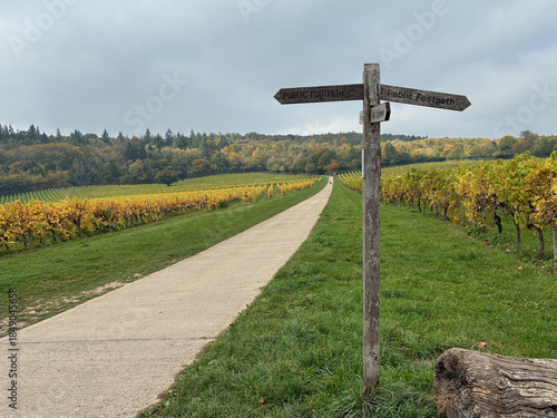 Footpath through vineyard, Surrey, UK