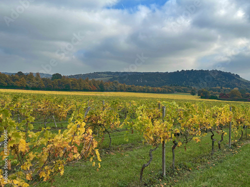 Vineyard in Autumn, Surrey, UK