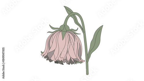 Pink Flower with Green Leaves and Stem.