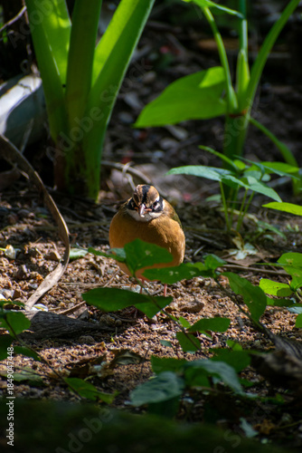 Indian Pitta in its Habitat, Sri Lanka