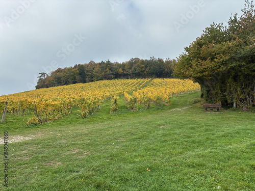 Autumn vineyard, Surrey, England