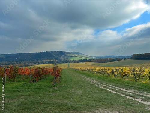 Vineyard in Surrey Hills, England