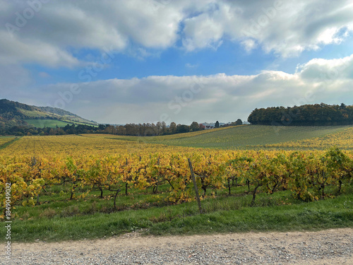 Vineyard in Autumn. Surrey, England