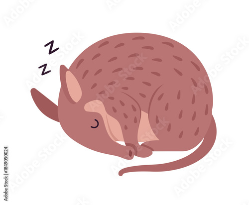Aardvark burrowing mammal cute animal sleeping curled up in ball. Saharan African tube teeth Earth pig funny friendly creature, zoo, wild life. Vector flat style cartoon illustration, Zoology, Biology