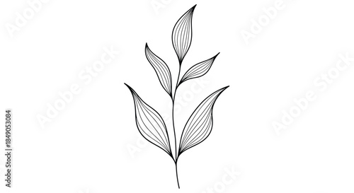 Delicate black line drawing of a slender plant stem with several elongated leaves arranged along the stem in a graceful botanical sketch.