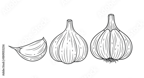 Detailed black and white line drawing showing a peeled garlic clove beside two whole garlic bulbs with textured skins and visible roots.