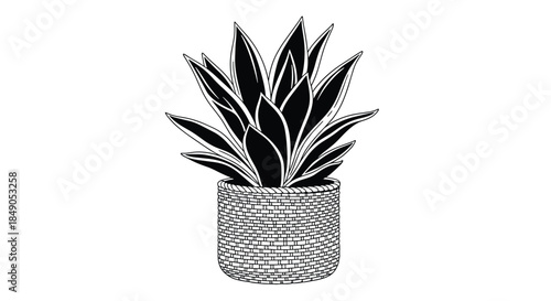 Lush plant with long pointed leaves grows in a round woven basket pot creating a striking natural focal point for modern home interiors.
