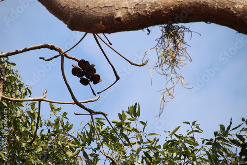 ヤツデアオギリ