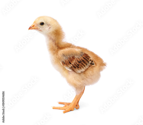 Two week old Rhode Island Red Chicks. Baby chickens isolated on white background.