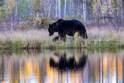 Ours brun solitaire dans la forêt boréale de Laponie en Finlande à l'automne