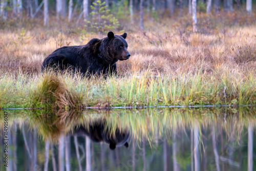 Ours brun solitaire dans la forêt boréale de Laponie en Finlande à l'automne