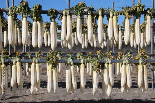 三浦海岸大根干し
