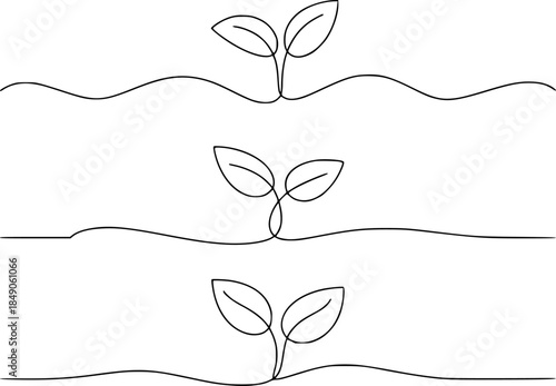 Sprouting seedlings a white background plant growth