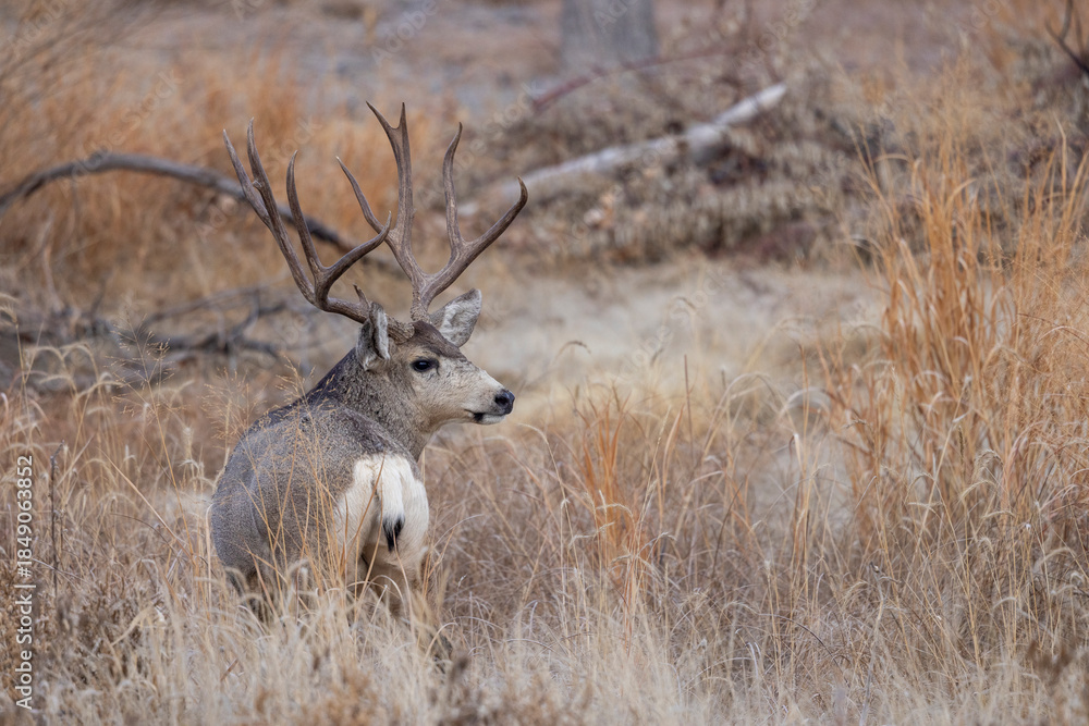 Fototapeta premium Mule Deer Buck During the Rut in Autumn in Colorado