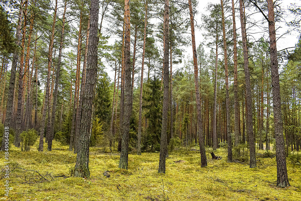 Fototapeta premium Pine forest with moss carpet and soft diffused natural light