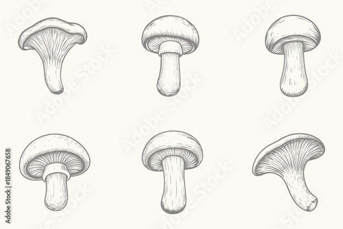 Hand drawn edible mushrooms collection set for creative design. Healing plants drawings. Alternative medicine sketches. Vector illustration. Eps 10