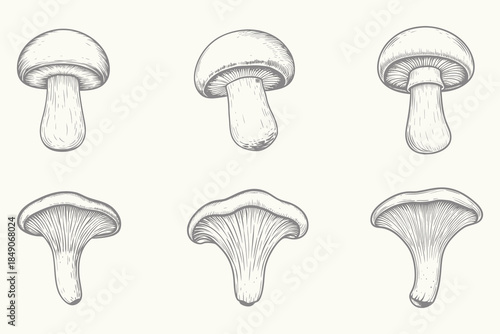Vintage Mushroom set illustration. Vintage plants, engraving mushroom. Isolated chanterelle shiitake champignon, tasty cooking ingredient vector set. Eps 10