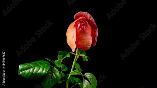 Timelapse of Orange Cream Rose Wilting Big Flower on Black Background. Life in Motion Concept