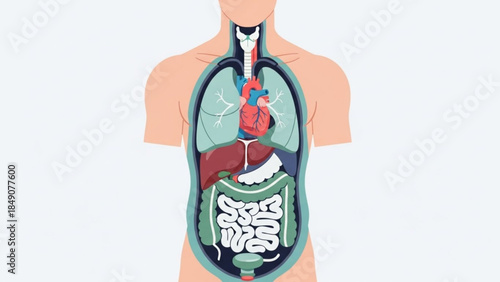 Human torso anatomy with internal organs visible in detail illustration