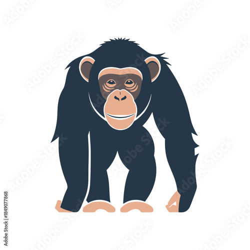 Chimpanzee illustration standing on all fours looking forward.