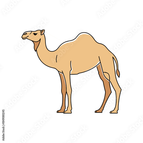 Illustration of a Dromedary Camel Standing Profile View.